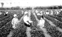 picking stawberries 1918