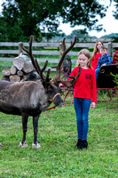 reindeer2_084
