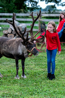 reindeer2_096