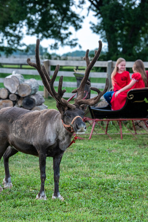 reindeer2_231